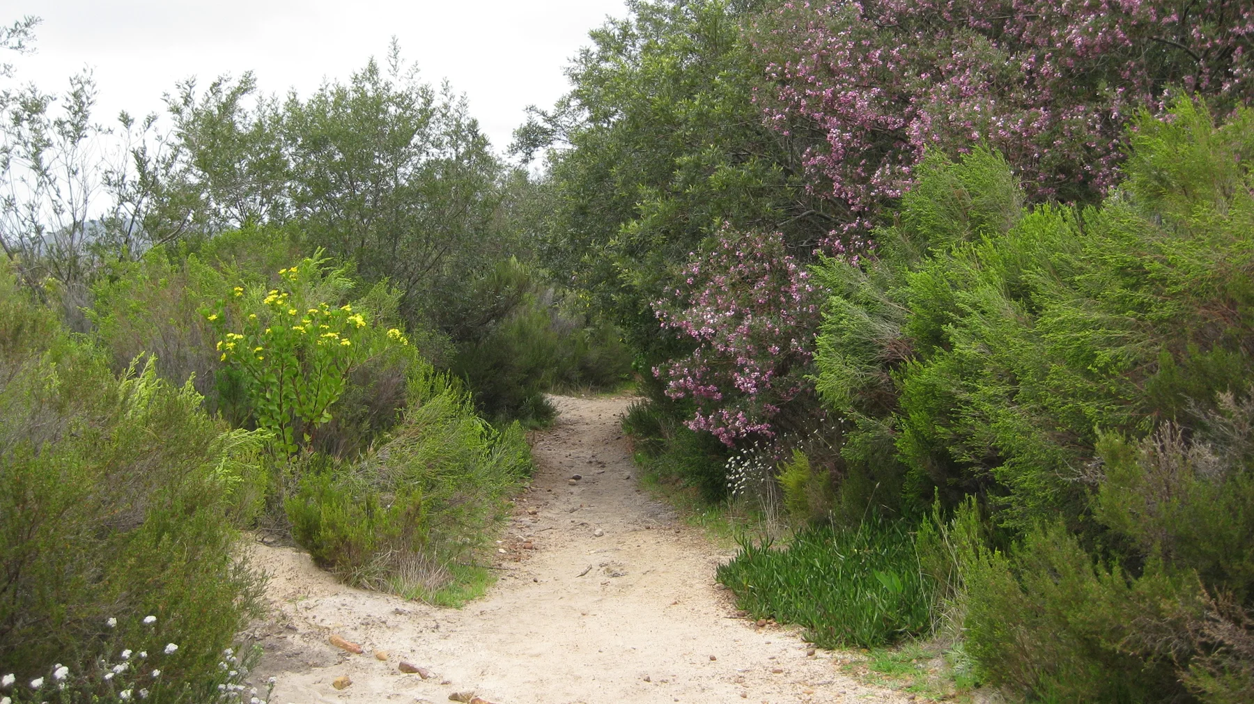 A sandy trail enters dense shrubs with pink flowers.