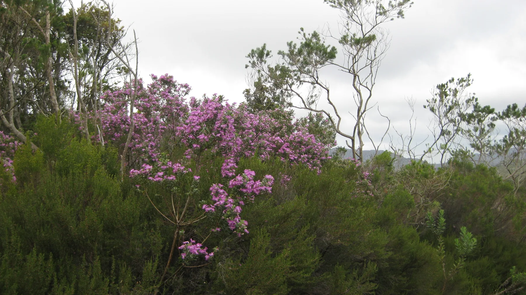 Pink blossoms rise above dark green shrubs and slender trees.