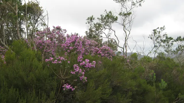 Pink blossoms rise above dark green shrubs and slender trees.