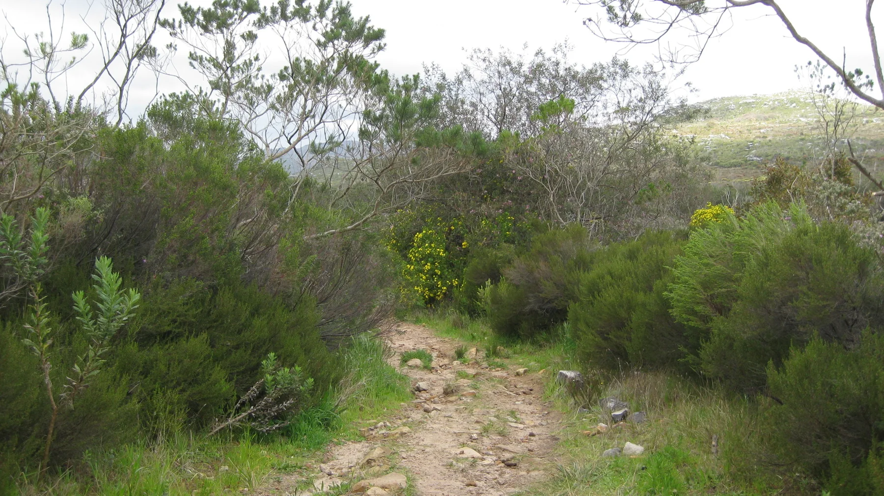 An uneven stony trail runs through tall green shrubs.