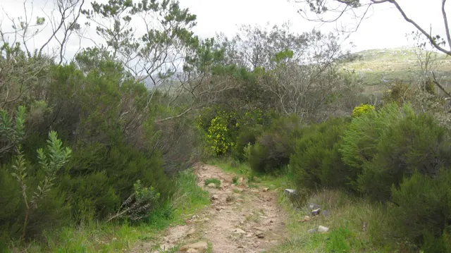 An uneven stony trail runs through tall green shrubs.