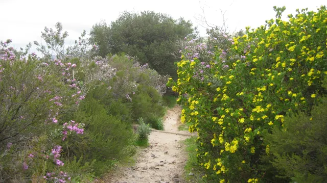 A sandy path passes between pink and yellow flowering shrubs.