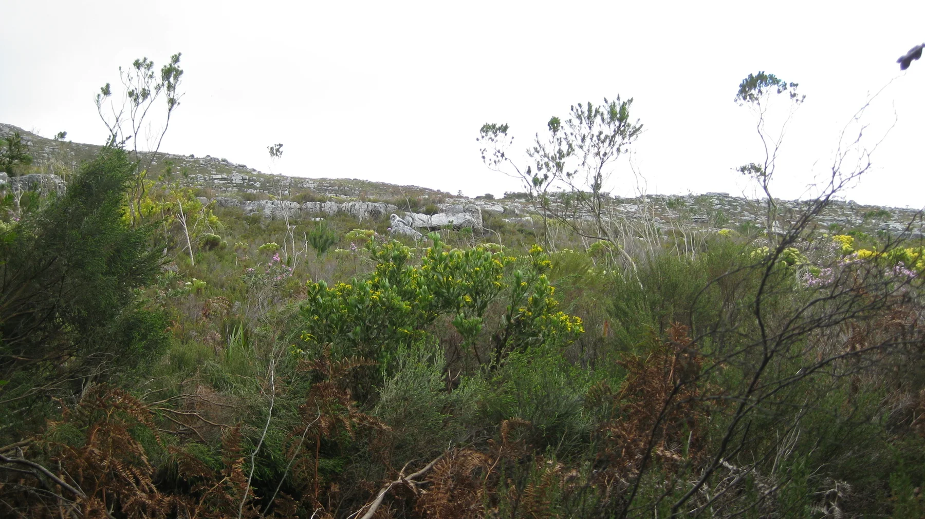 Slender shrubs fill the foreground below a pale rocky ridge.