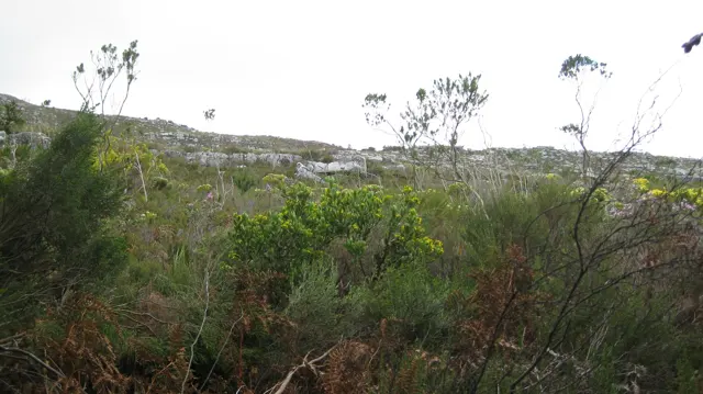 Slender shrubs fill the foreground below a pale rocky ridge.