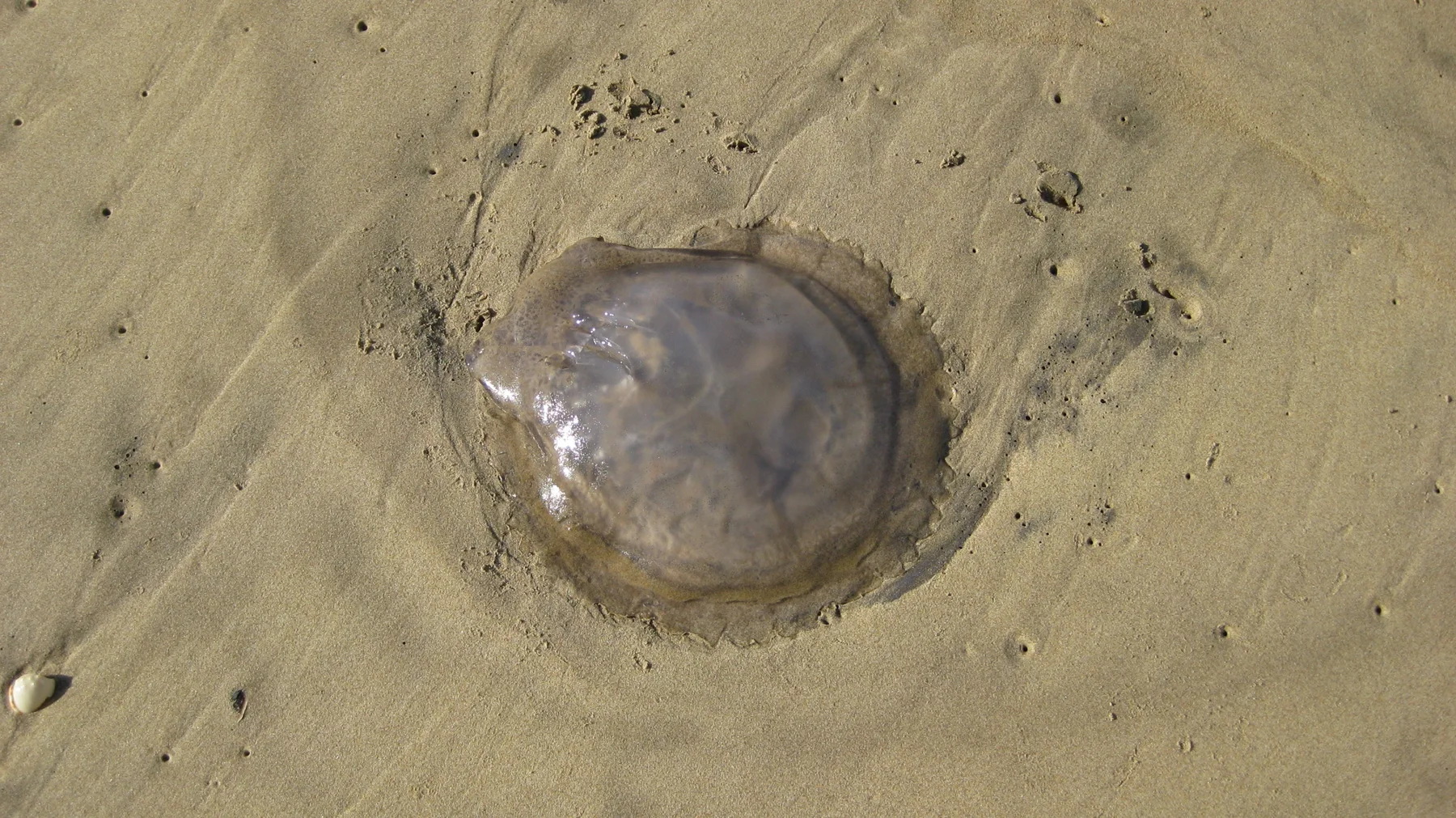 A translucent rounded jellyfish lies on damp sand.