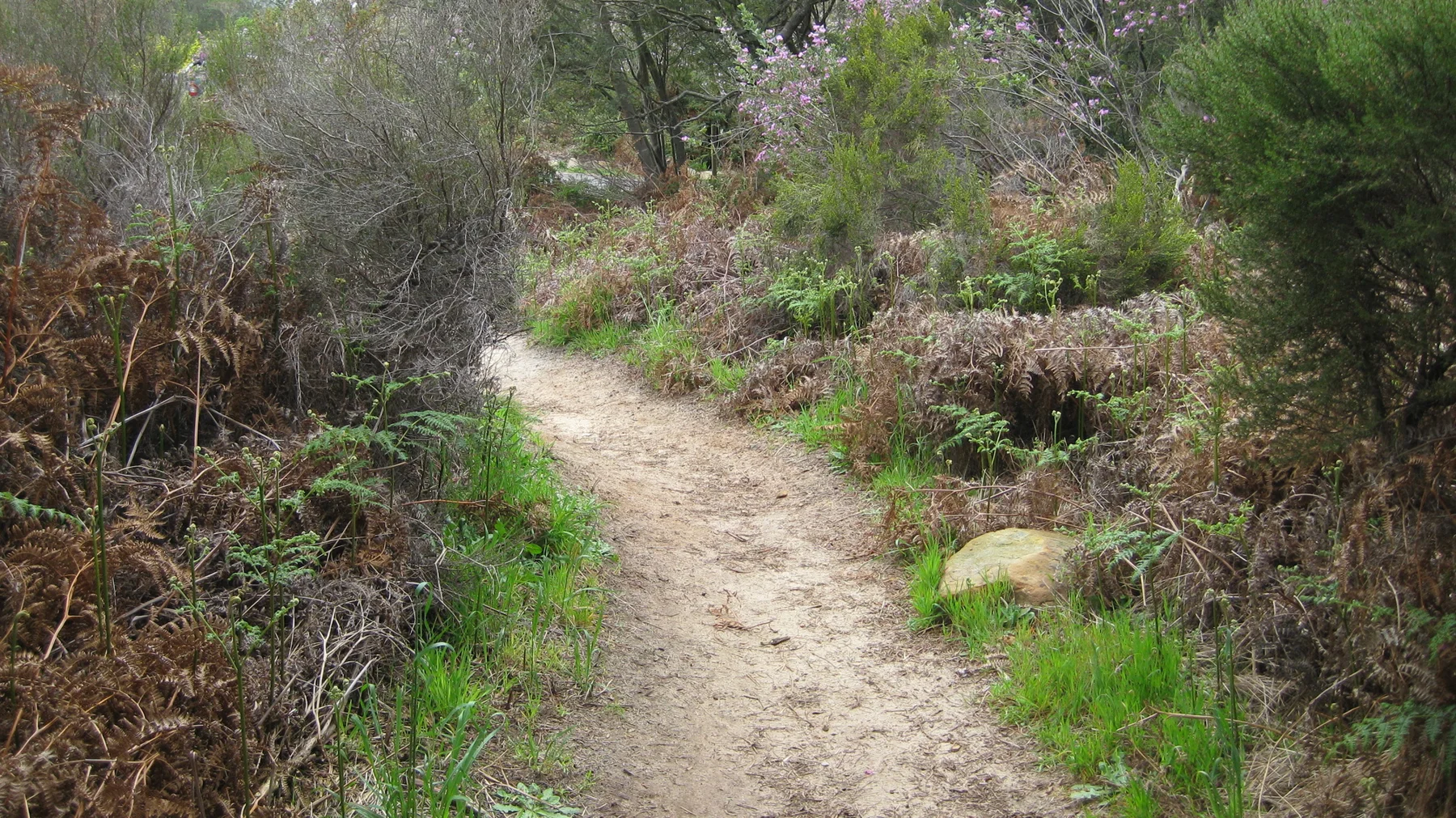 A pale path passes dry fern fronds and green shrubs.