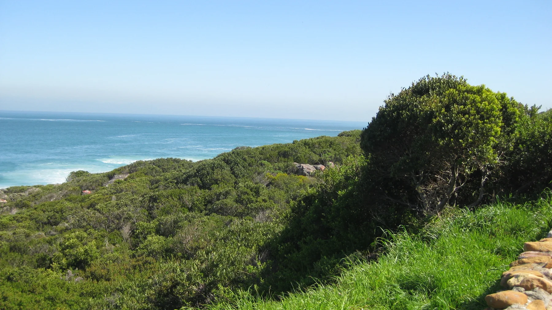 Bright grass and rounded shrubs overlook blue coastal water.