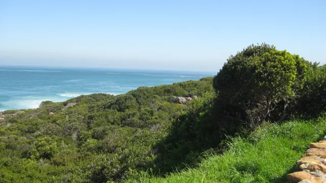 Bright grass and rounded shrubs overlook blue coastal water.