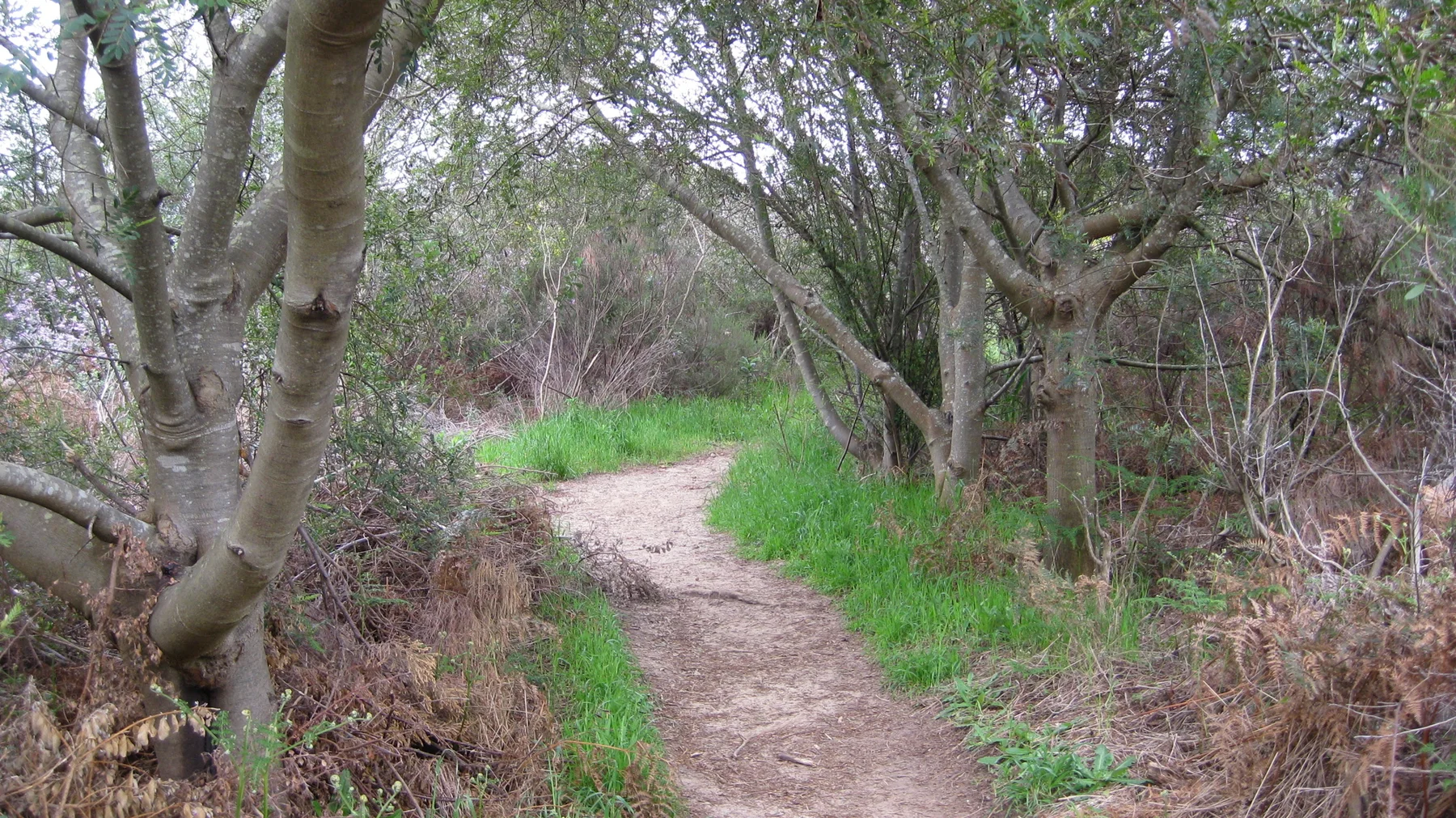 A dirt path curves around a tree trunk beside bright grass.