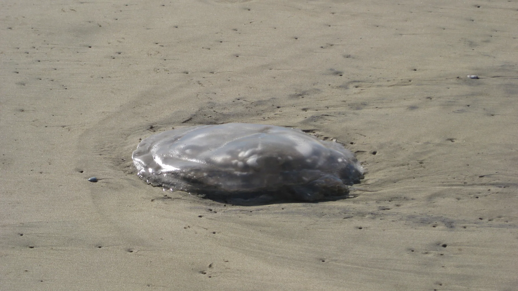 A rounded translucent jellyfish rests above the surface of wet sand.