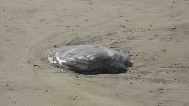 A rounded translucent jellyfish rests above the surface of wet sand.