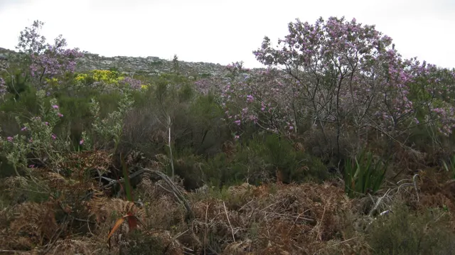 Pink-flowered shrubs rise among brown fern fronds.