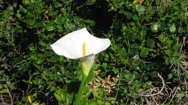 A white trumpet-shaped flower with a yellow center rises from green foliage.