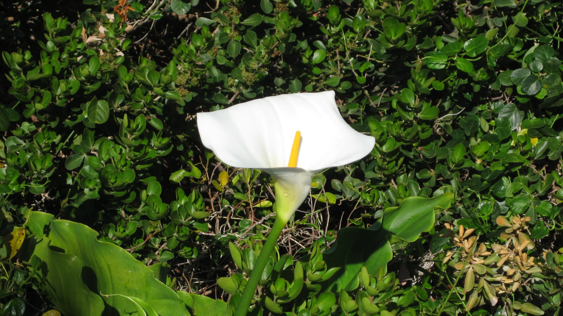 A broad white flower stands against glossy green leaves.