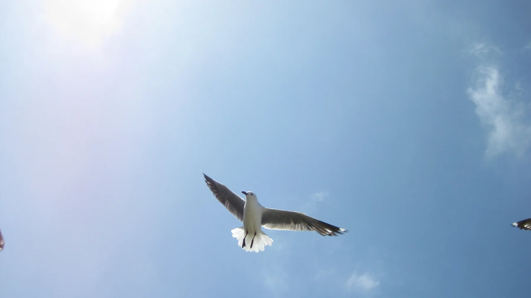 A gull glides overhead against a bright blue sky.