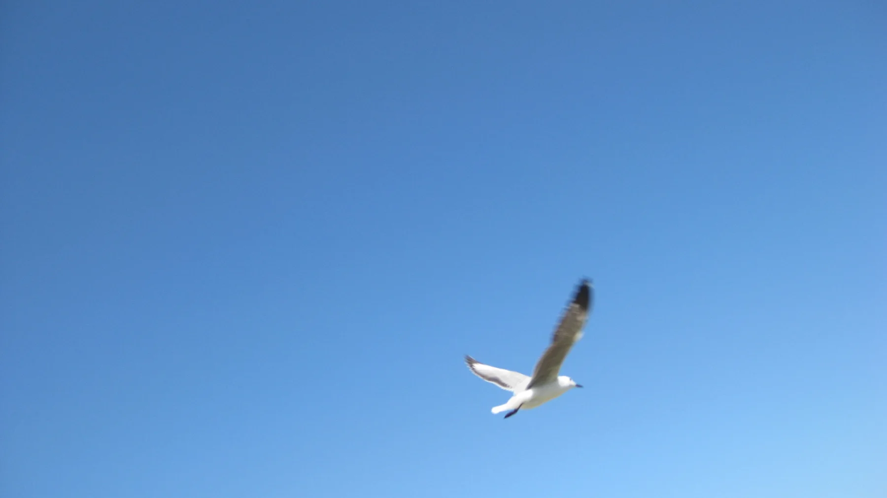 A gull banks with wings angled against clear blue sky.
