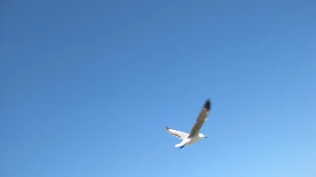 A gull banks with wings angled against clear blue sky.