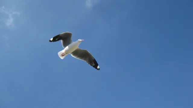 A gull spreads white wings with dark tips above the viewer.