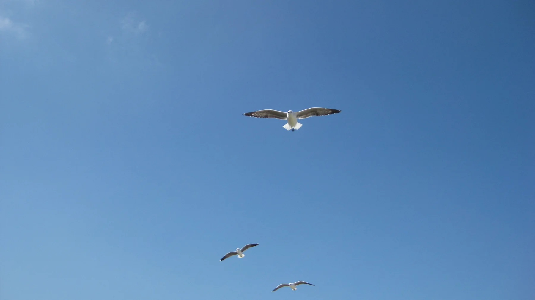Several gulls glide at different heights against clear sky.