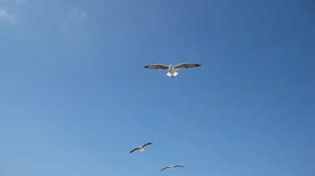 Several gulls glide at different heights against clear sky.