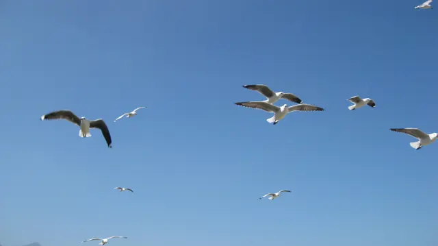 A loose group of gulls circles in a bright blue sky.