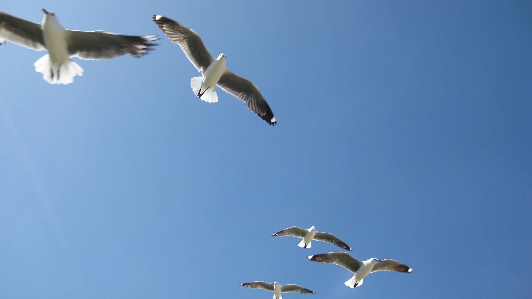 Several gulls cross overhead with wings tilted in different directions.