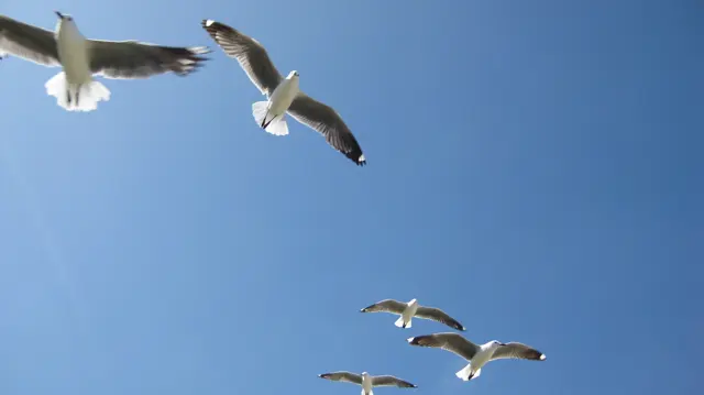 Several gulls cross overhead with wings tilted in different directions.