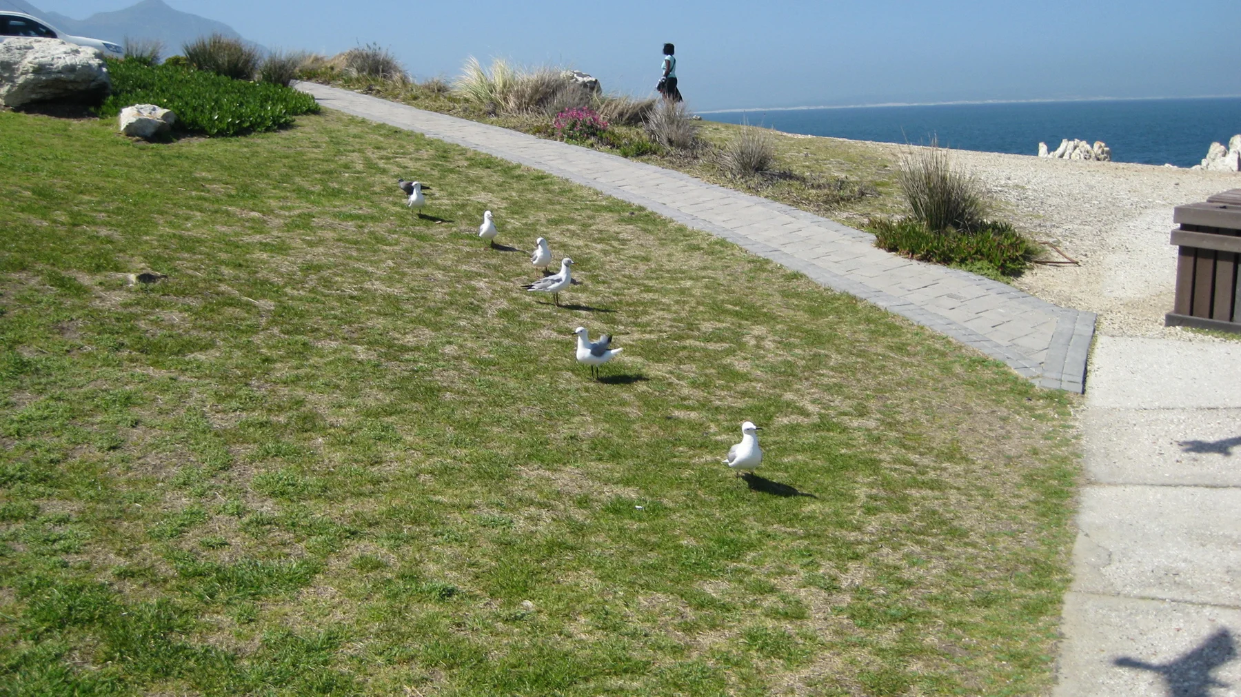 Gulls stand on a grassy slope beside a coastal path.