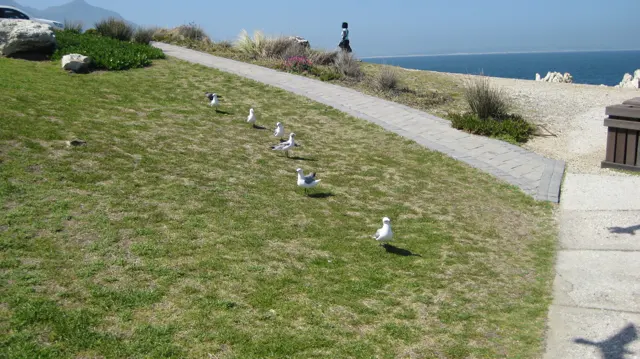 Gulls stand on a grassy slope beside a coastal path.