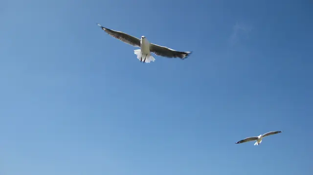 A gull stretches its wings overhead with another bird farther away.