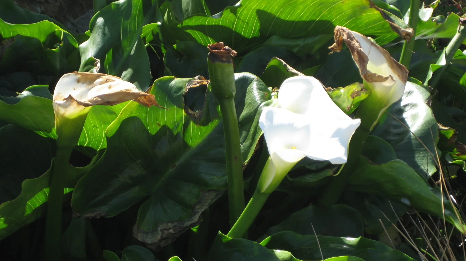 White trumpet-shaped flowers rise among broad green leaves.