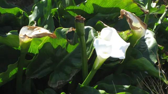 White trumpet-shaped flowers rise among broad green leaves.