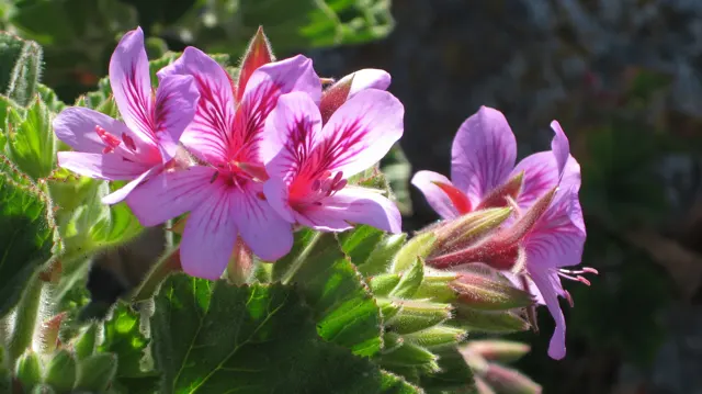 Pink flowers show dark red streaks on their upper petals.