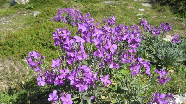 Purple flowers fill a small patch beside grass and gravel.