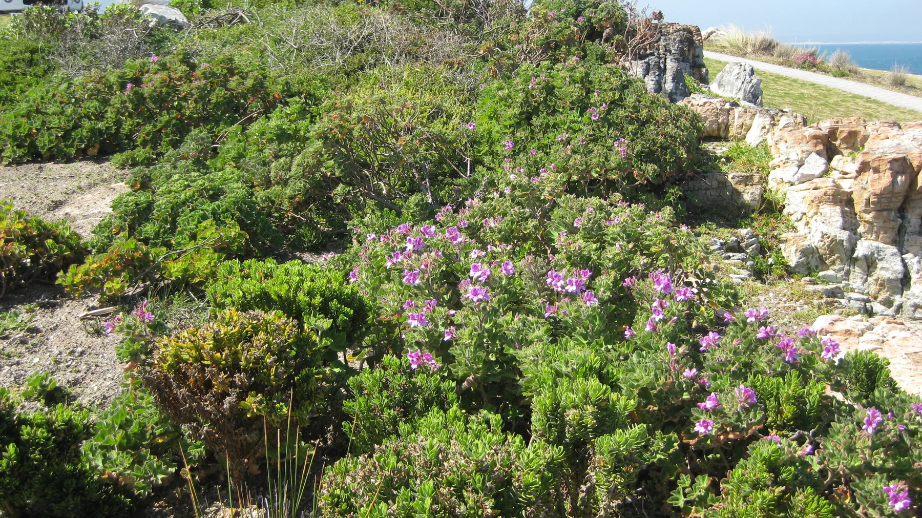 Pink-flowered shrubs grow among pale coastal rocks.