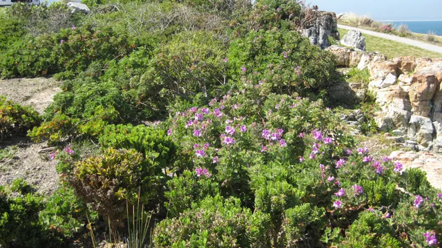 Pink-flowered shrubs grow among pale coastal rocks.