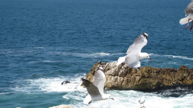 Gulls fly above white surf beside coastal rocks.