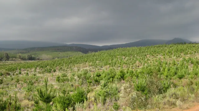 Green crop rows spread beneath a low gray cloud layer.