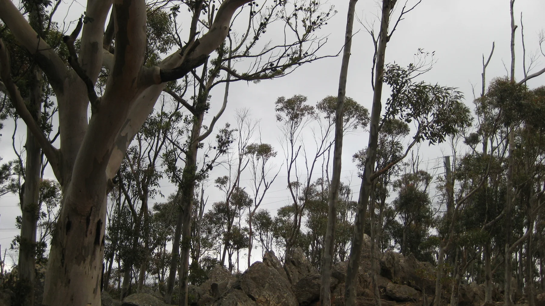 Tall sparse trees stand against an overcast sky.