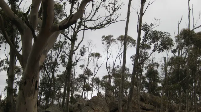 Tall sparse trees stand against an overcast sky.