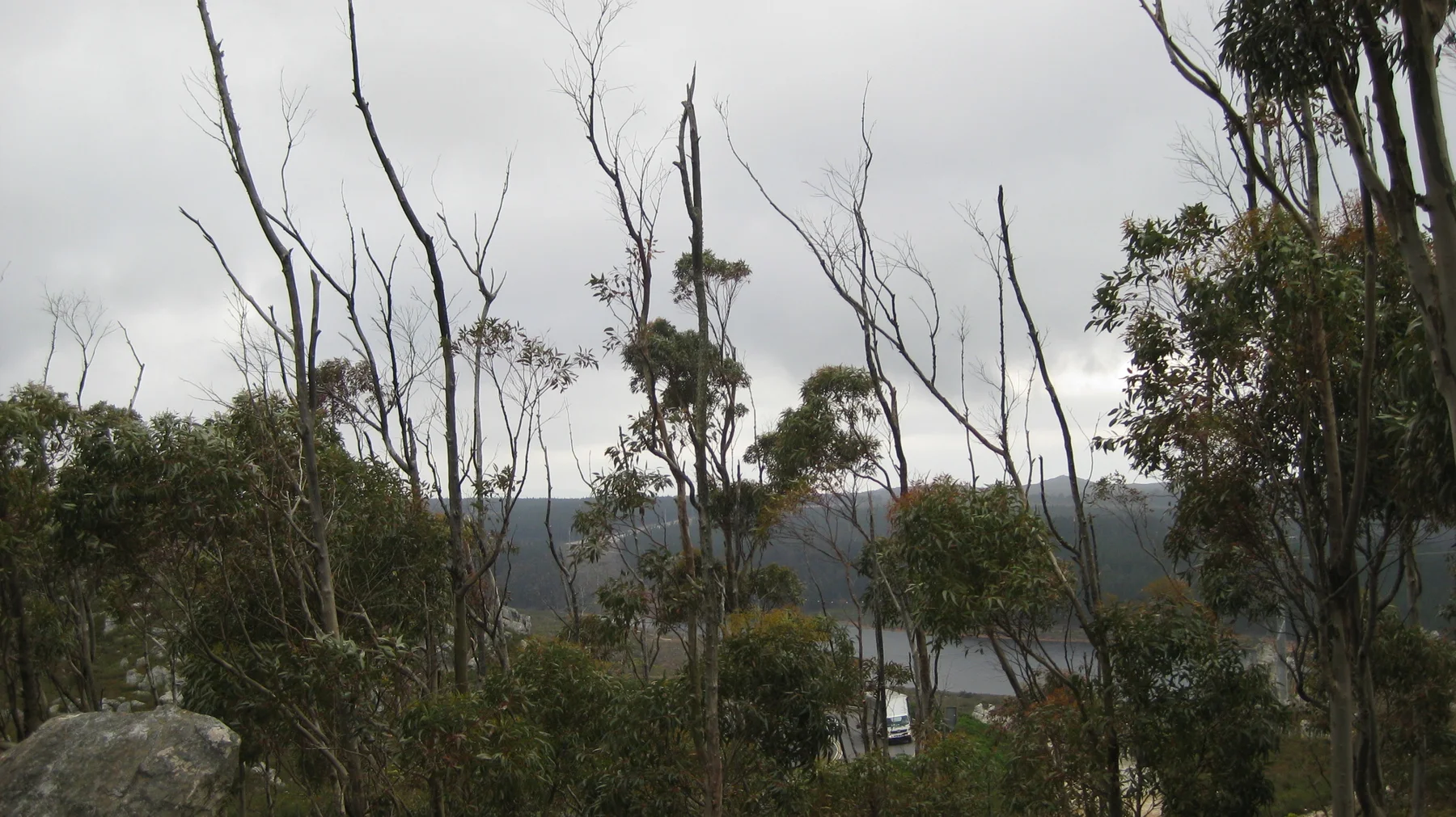 Bare branches frame a glimpse of water and distant hills.