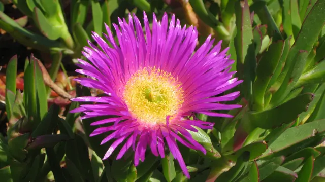 A large magenta flower opens among thick green leaves.