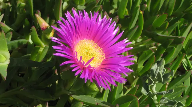Fine pink-purple petals surround a bright yellow center.