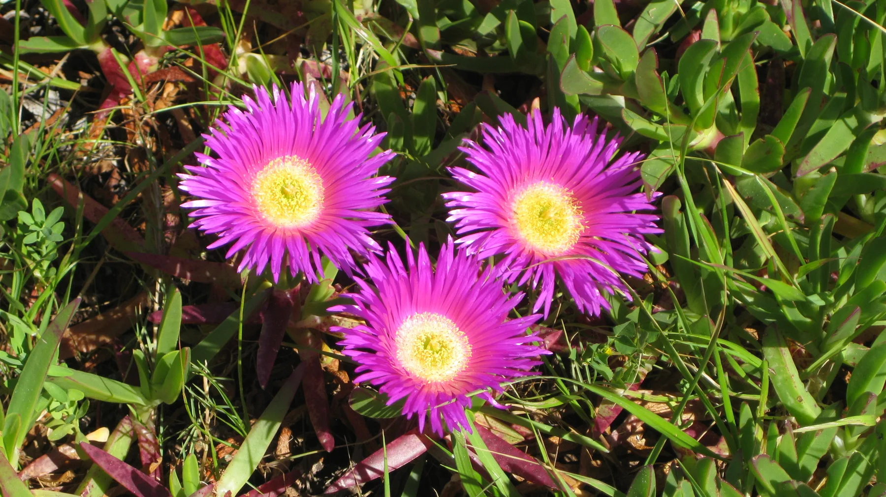 Three vivid pink flowers open together among green leaves.