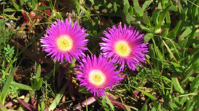 Three vivid pink flowers open together among green leaves.
