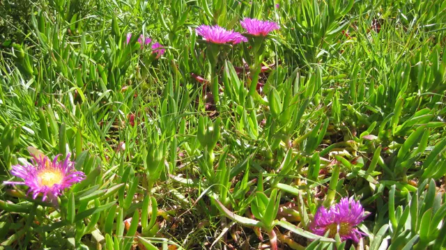 Pink flowers dot a dense patch of fleshy green leaves.