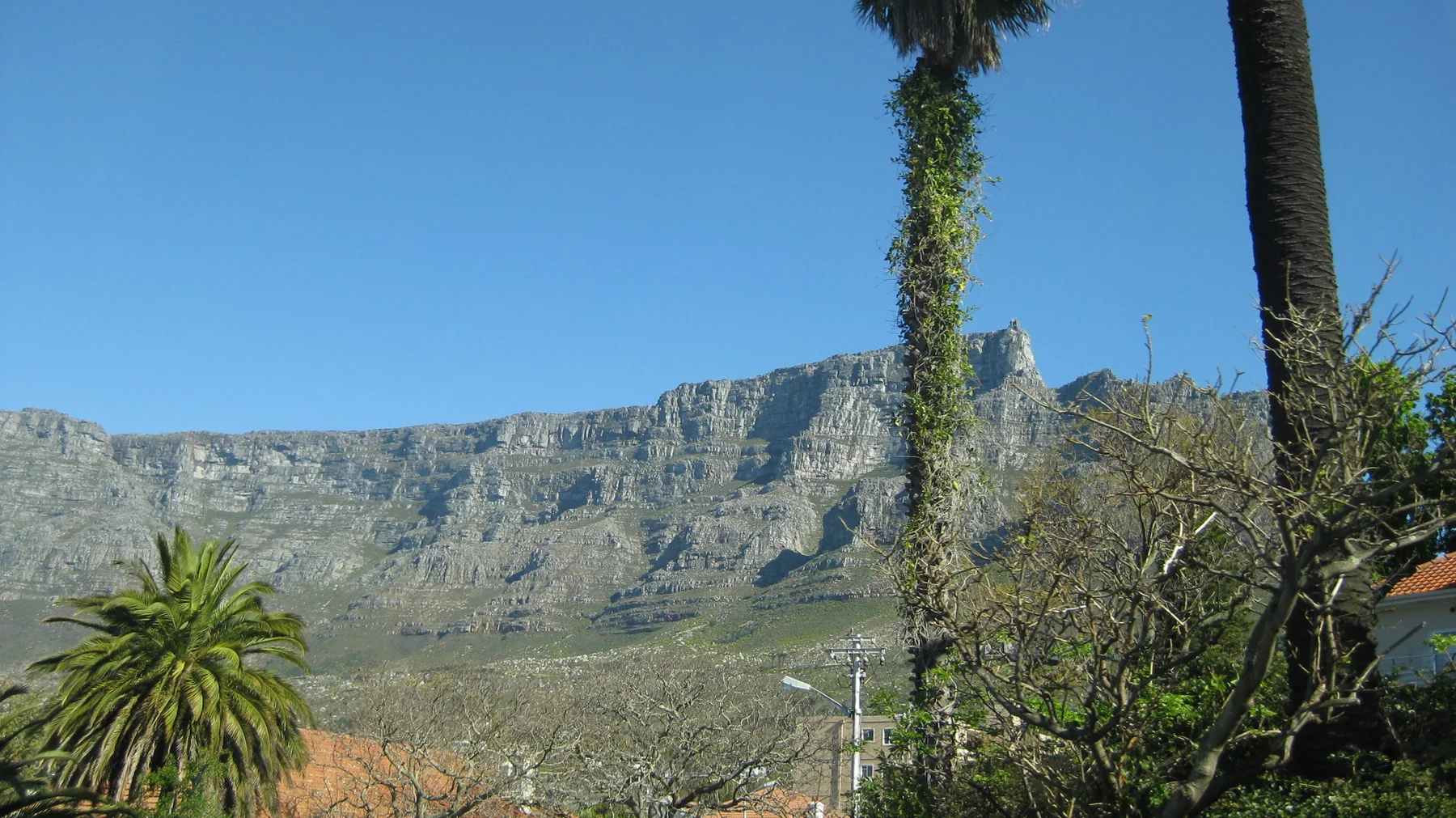 Palm trunks frame a rocky mountain ridge beneath blue sky.