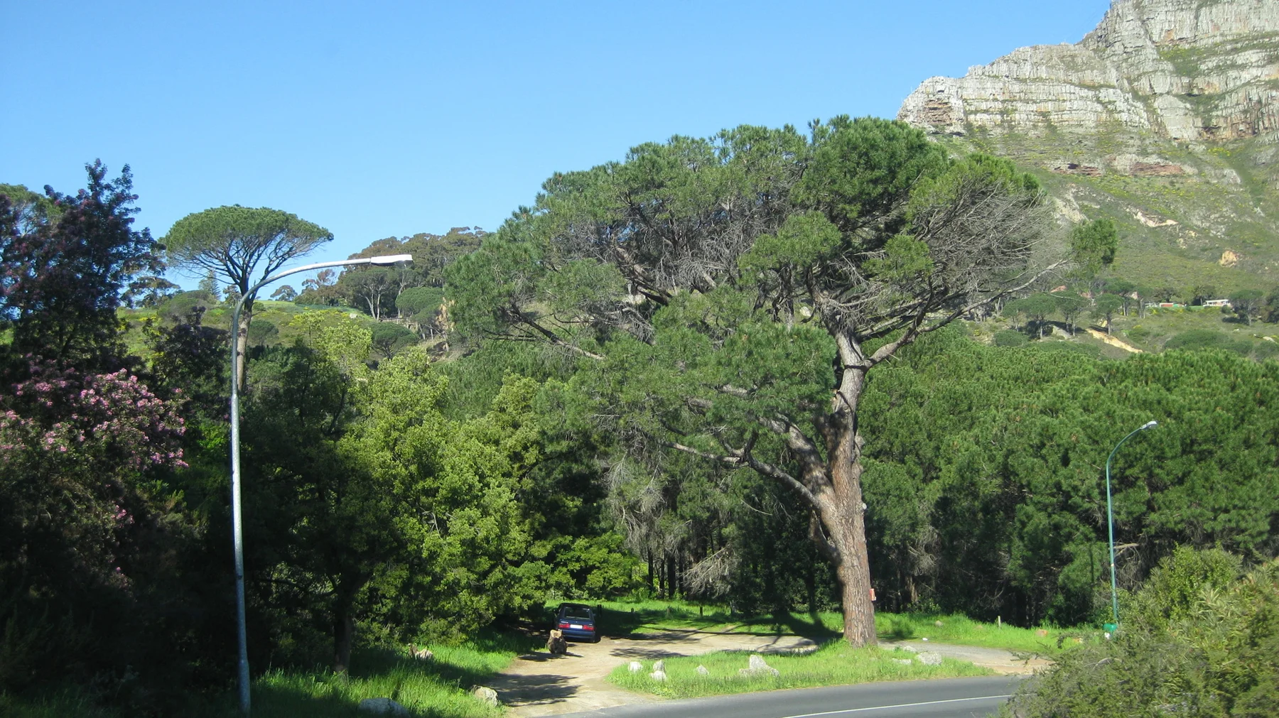 A tall pine rises beside a green roadside path.