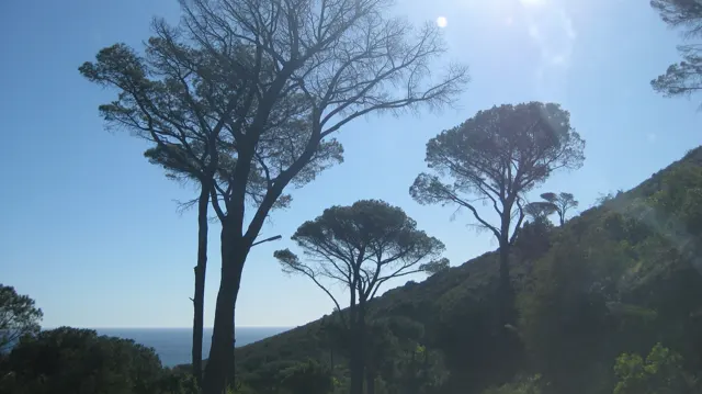 Slender trees silhouette against blue sky above a coastal slope.