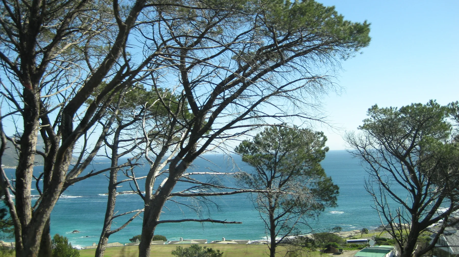 Branches frame bright blue bay water below.